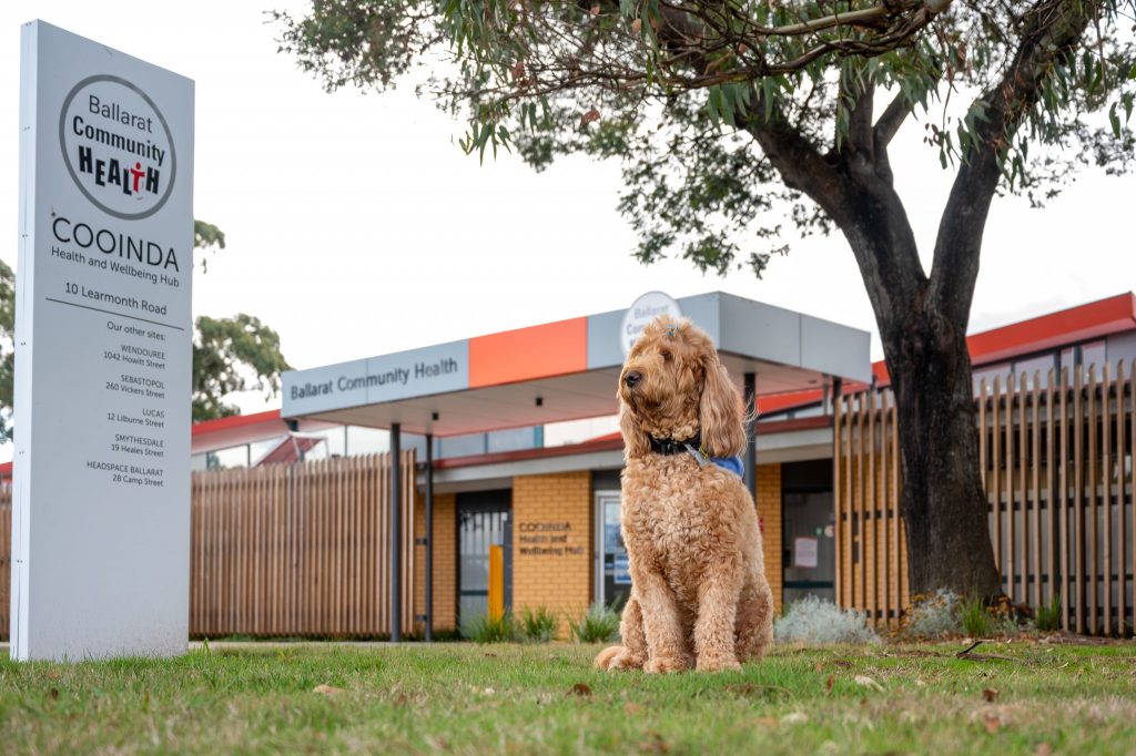 Ginny Therapy dog sitting outside Ballarat Community Health building in sunshine